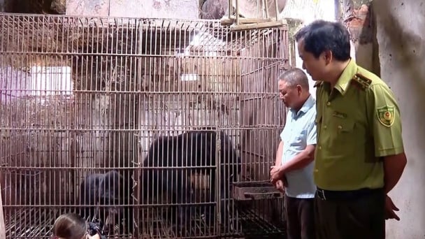 Residents voluntarily hand over 2 bear individuals to nature